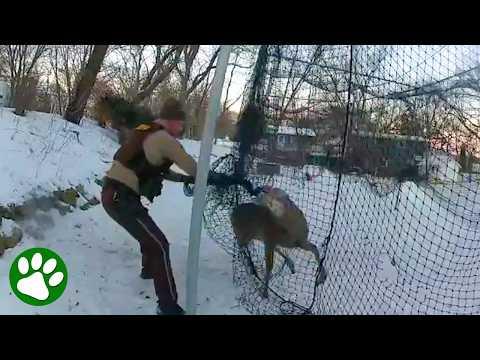 Officer Tries to Save Deer but It Quickly Turns Into a Wrestling Match #Video