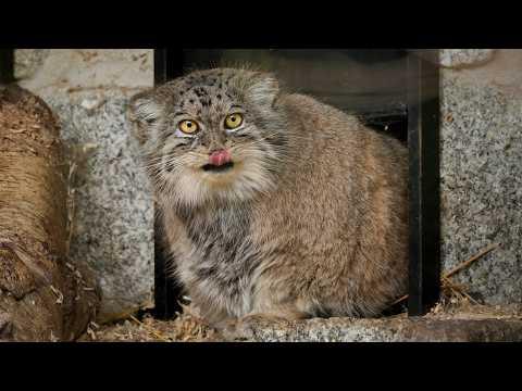 Pema the Pallas's cat goes shopping #Video