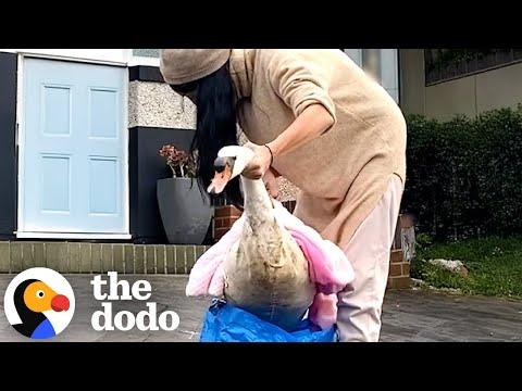 Swan Rescued From Busy Street With An Ikea Bag #Video