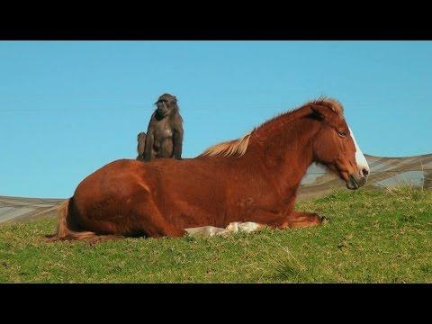 Horse And Baboon Are Animal Best Friends