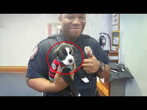 When A K9 Puppy Got His First Day On The Job! #Video