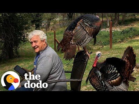 Guy Who Raised Wild Turkeys Won't Leave Him Alone Now #Video