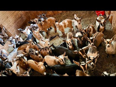 Epic Running of the goats 2025!! #Video