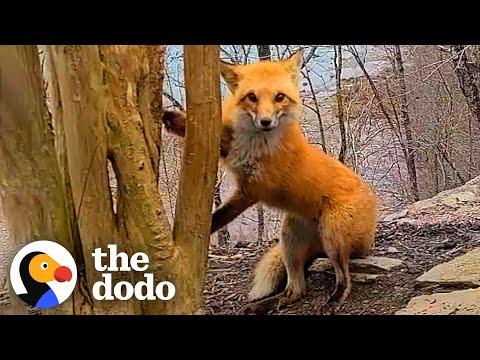 Guy Helps A Fox Whose Paw Is Caught In A Tree #Video
