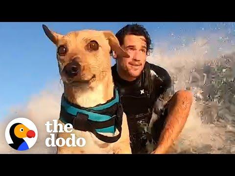 This Dog Has Demanded To Surf Since He Was A Baby #Video