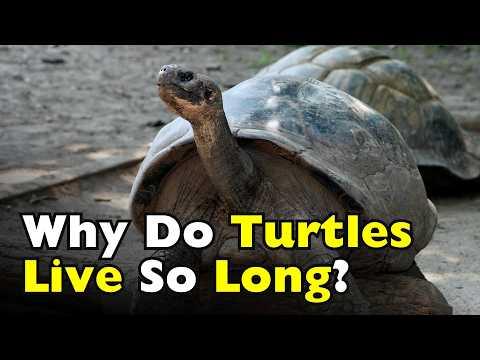 Why Do Turtles Live So Long? #Video