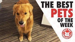 Best Pets of the Week Video Compilation | August 2017