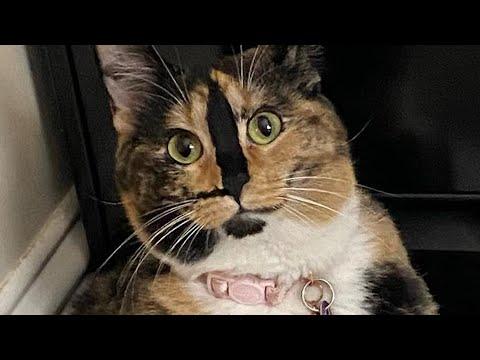 Cat blinks every time mom says I love you #Video