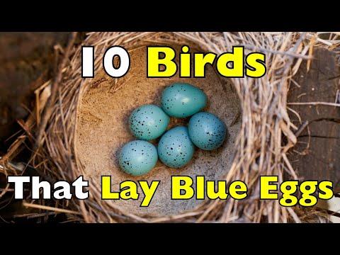 Why Are Some Bird Eggs BLUE? These 10 Birds Explain It #Video