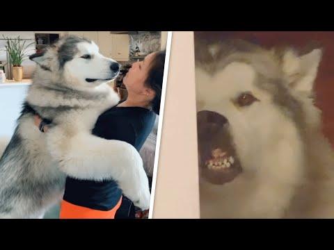 Giant goofy dog still thinks he's a tiny puppy #Video