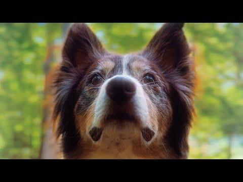When Dog Dreams Collide | Layla The Boxer #Video