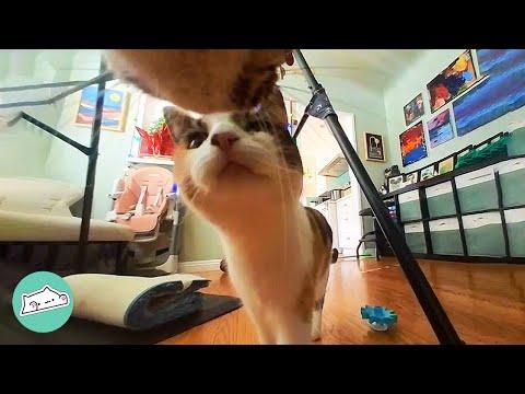 Man Put Camera on His Cat. Love Story Played Out In Front of Eyes  #Video