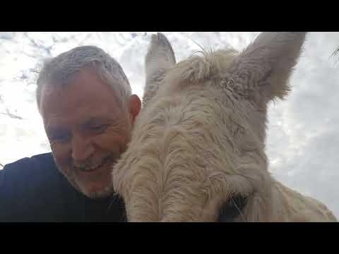 3 things you should NEVER get a donkey to do! #Video