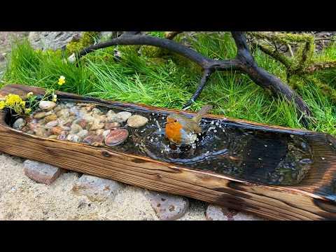 I Watched This Tiny Pond for 5 Minutes… and This Happened #Video