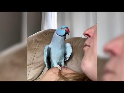 Thank You Baby and more Pet Antics - Best Pets Of The Week! #Video
