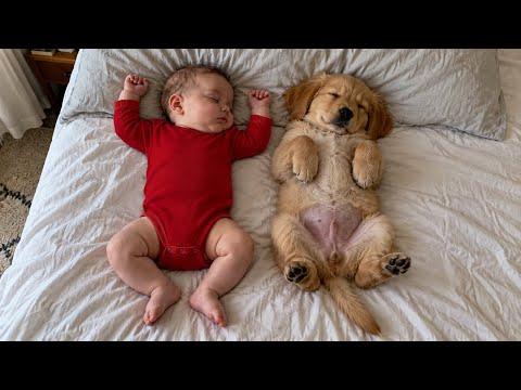 This Cute Puppy Found a Best Friend His Own Size #Video
