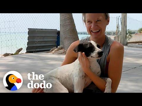 Traveling Couple Falls In Love With A Beach Dog #Video