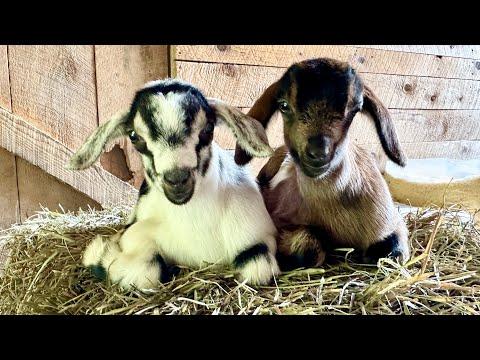 Seven sweet & sassy goat kids playtime! #Video