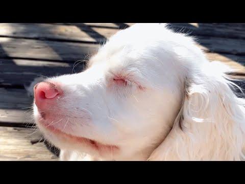 Deaf and blind dog amazes with use of her nose #Video