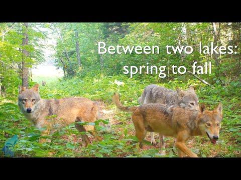 Between two lakes: spring to fall #Video