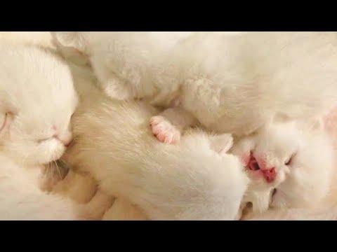 Little Soft Fluffy Kittens Will Warm Your Heart Video