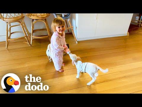 Orphaned Lamb Gets Daily Bottles From His Big Sister #Video