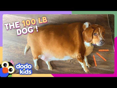 This Puppy Can Barely Walk UNTIL… | Dodo Kids #Video
