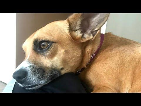 Rescue dog does the sweetest thing for a stray cat #Video