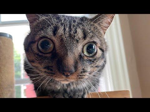 Tiny blind cat melts for dad #Video