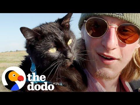 Guy Finds A Cat In A Hot Parking Lot