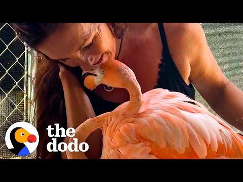 Woman Raises A Baby Flamingo Who Comes Back To Snuggle #Video