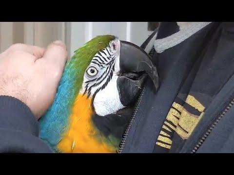 Rescue bird is obsessed with dad #Video