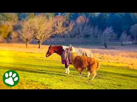 Llama Stays Alive to Make Sure Her Horse Best Friend Isn’t Alone #Video