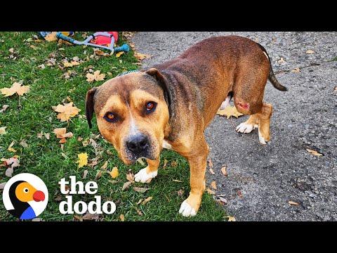 This Injured Pittie Knew Exactly Who To Ask For Help #Video