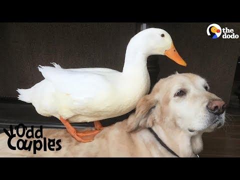 Dog Is Completely Obsessed With His Duck Brother
