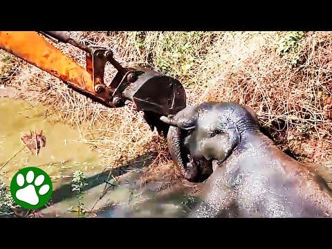 Excavator saves elephant from mud pit #Video