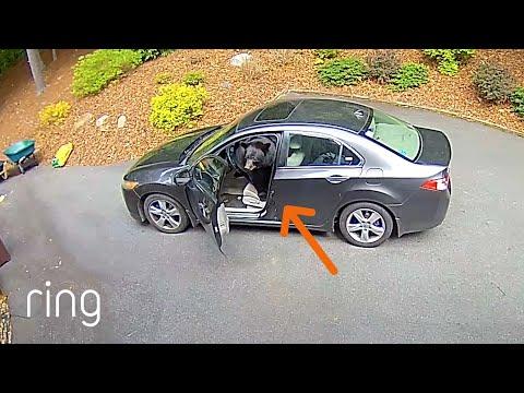Yet One More Reason to Always Lock Your Car #Video