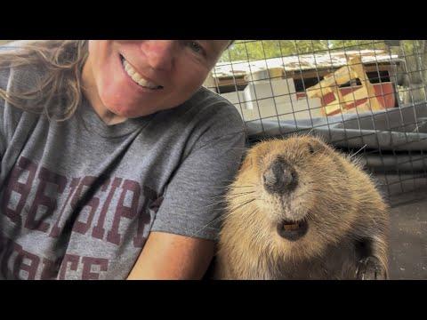 Living-Room Dam Alert! Tulip the Beaver Goes Full Contractor #Video