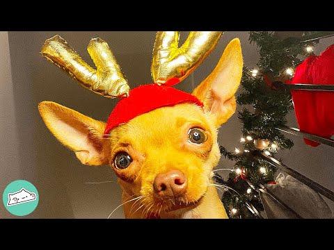Chihuahua Went From Grinch To Santa’s Little Helper #Video