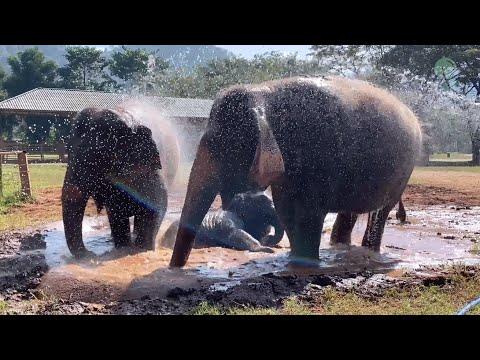 Elephants Enjoying In The Pool - ElephantNews #Video