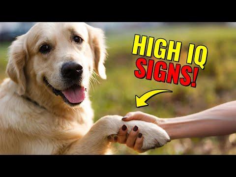 Signs Your Dog Is Smarter Than You Realize #Video
