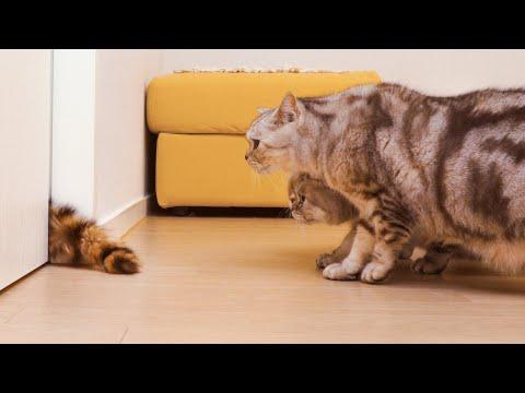 Cat Pranked By Fake Cat #Video