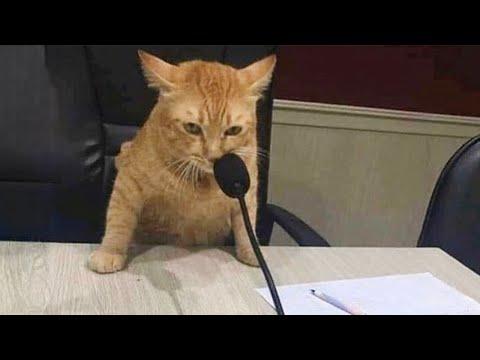 When you own a CAT with an IQ 200 #Video