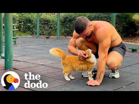Stray Cat Chooses Her Human During His Workout #Video