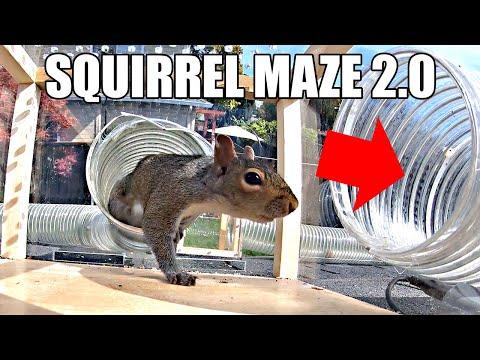 Backyard Squirrel Maze 2.0- The Walnut Heist #Video