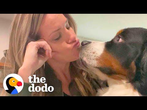 Very Needy Bernese Mountain Dog Figures Out How To Get Mom's Attention #Video