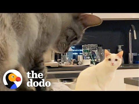 Cat Hates Her New Sibling Until...  #Video