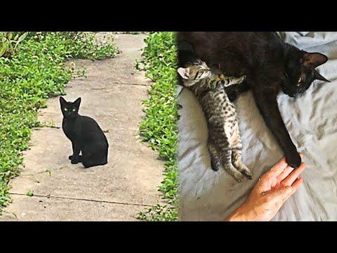 Pregnant Stray Cat ‘Asks’ a Woman To Let Her Inside To Give Birth #Video