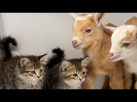 Goats kids play with kittens #Video