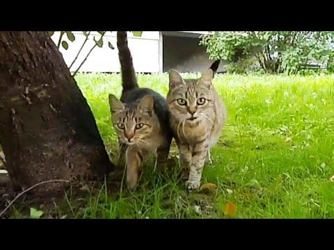 Stray Twin Cats Run Towards Me in the Yard #Video